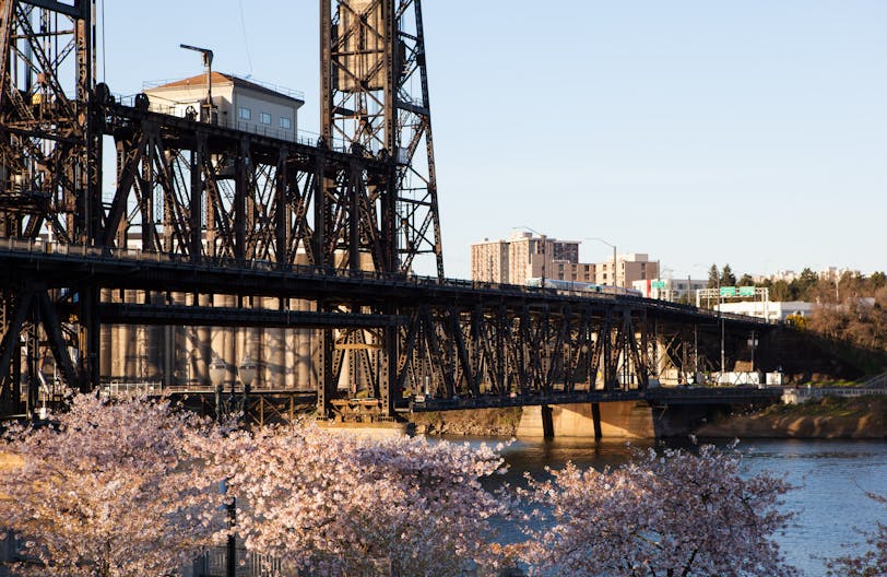 Steel Bridge and Cherry Blossoms