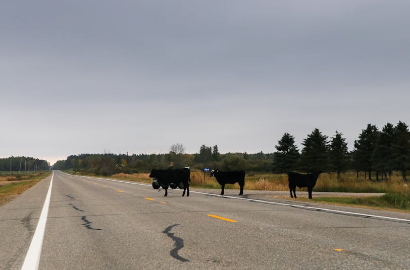 Cows in the Road, Shevlin, Minnesota