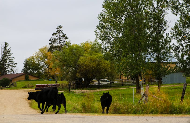 Cows in the Road, Shevlin, Minnesota