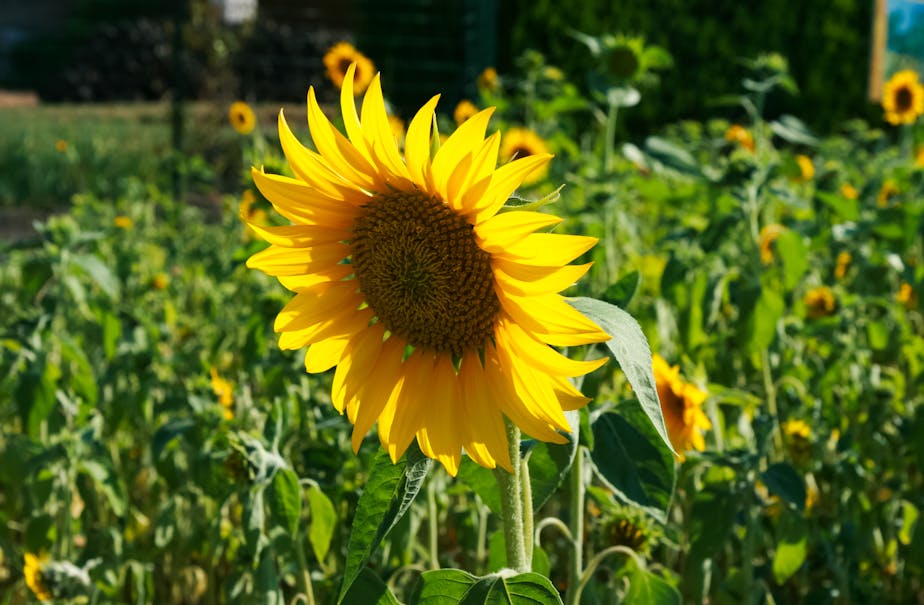 Sunflowers, St-Paul de Mausole, St-Rémy, France