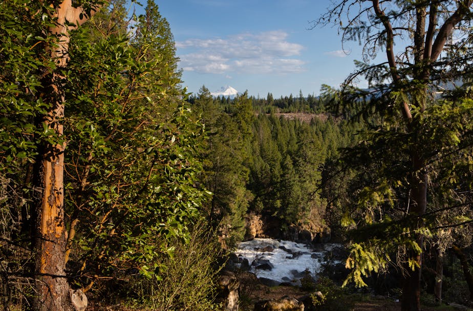 Madrona Tree, Rogue River, and Mt. McLoughlin, Oregon