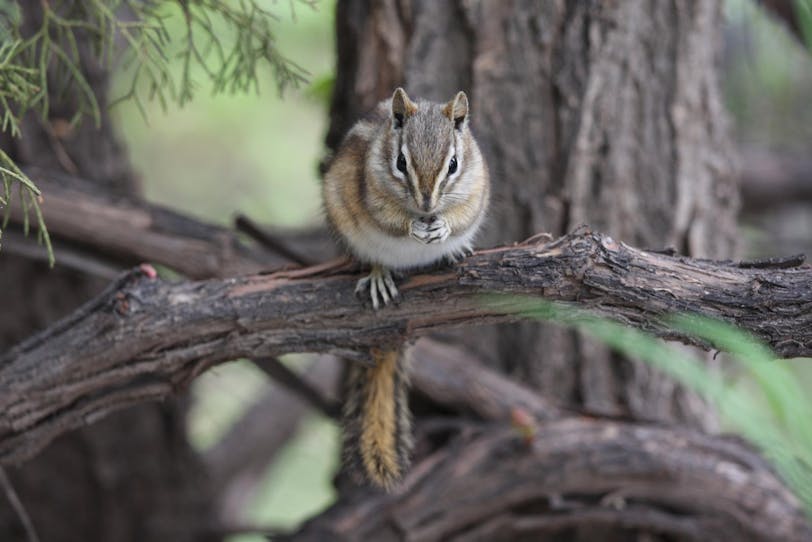 Chipmunk