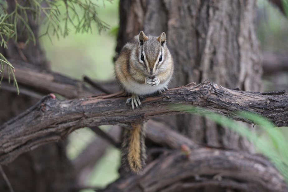 Chipmunk