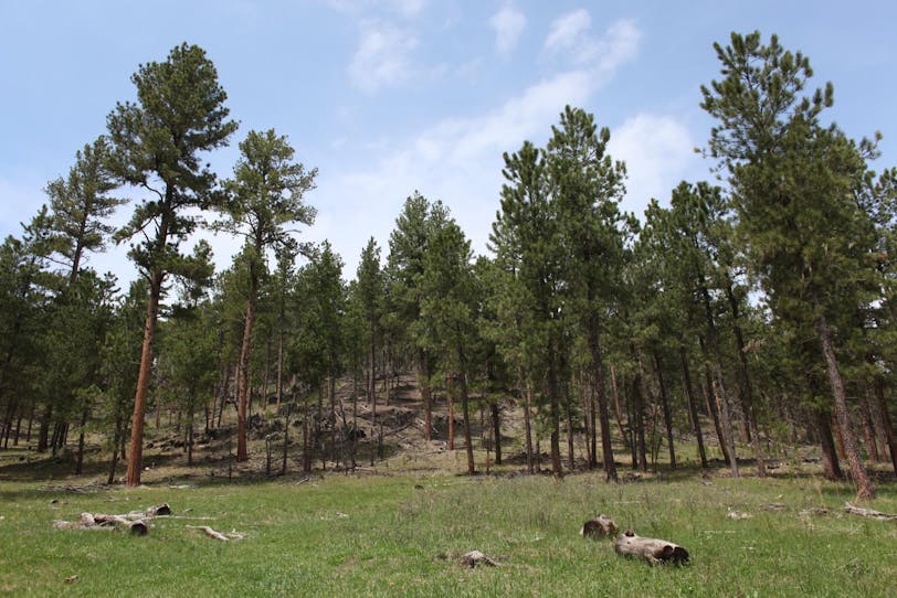 Black Hills National Forest