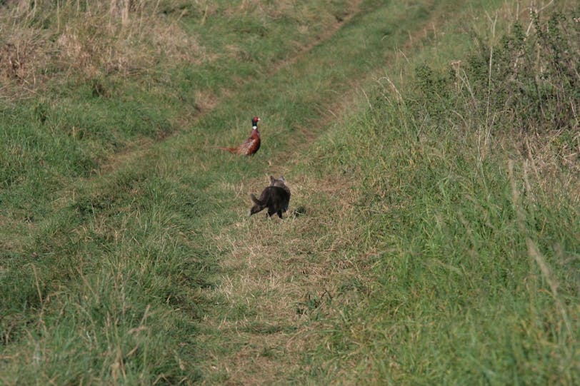 cat and pheasant