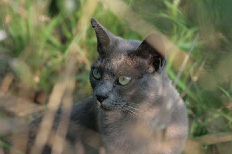 grey cat