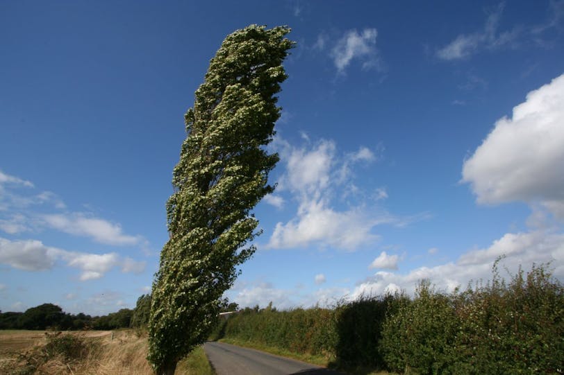 tree in the wind