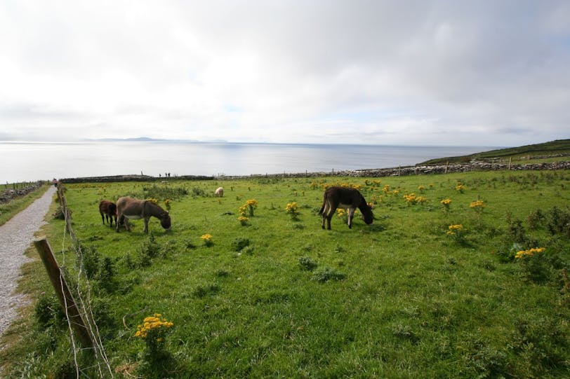 donkeys at dunbeg fort