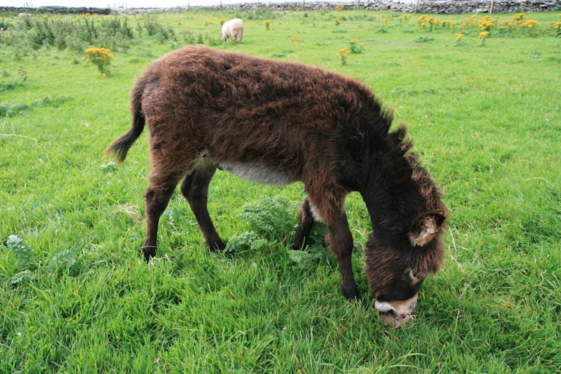donkey at dunbeg fort