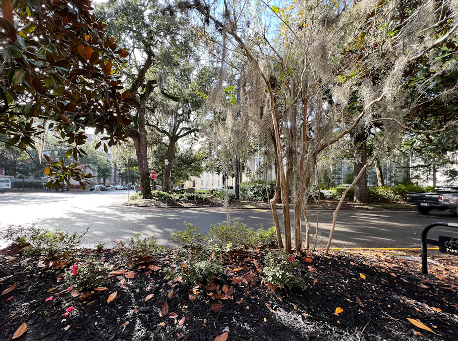 Oglethorpe Avenue from Collins Quarter