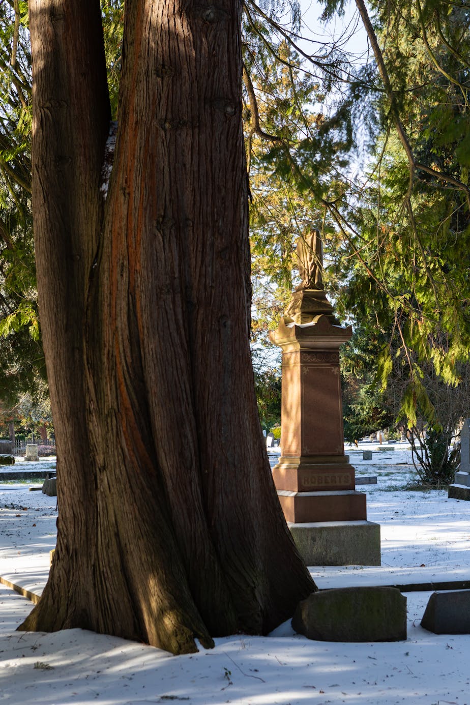 Cedar Tree, Lee Mission Cemetery - Salem, Oregon