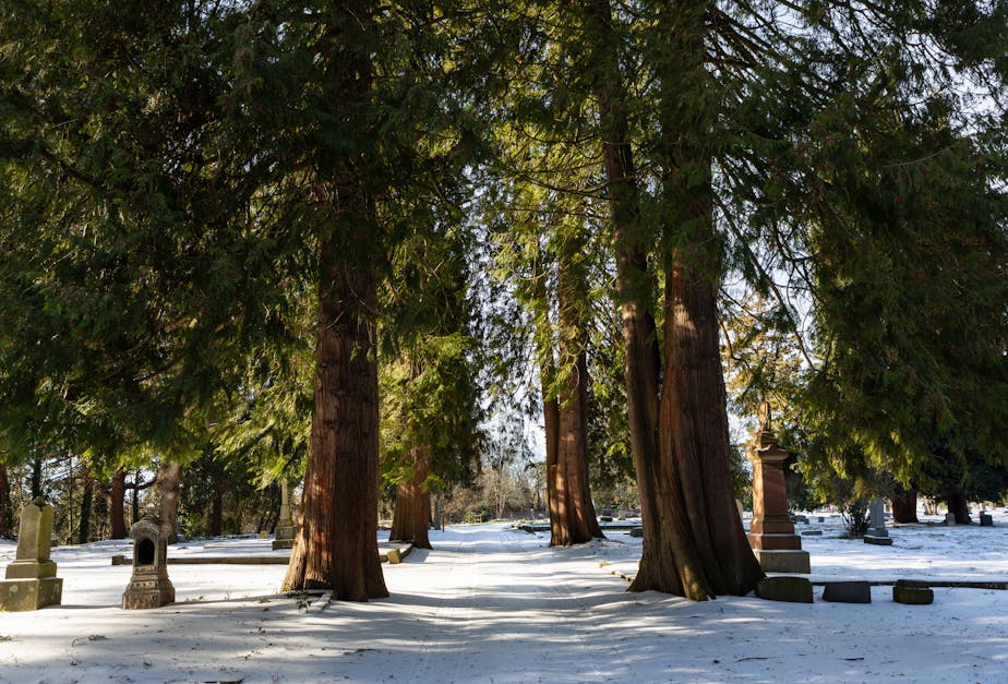 Avenue Between the Cedars, Lee Mission Cemetery - Salem, Oregon