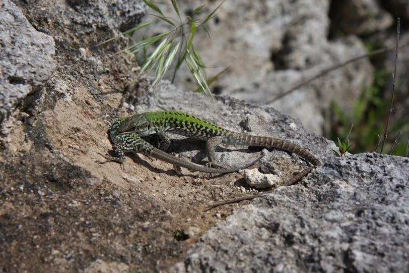 Paestum Archaeological Site