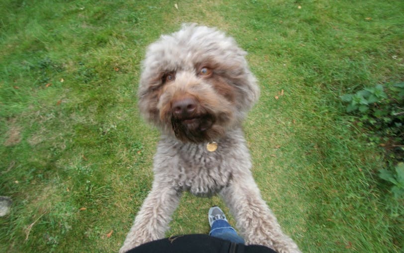 A Friendly Doggy I Met in Churchyard