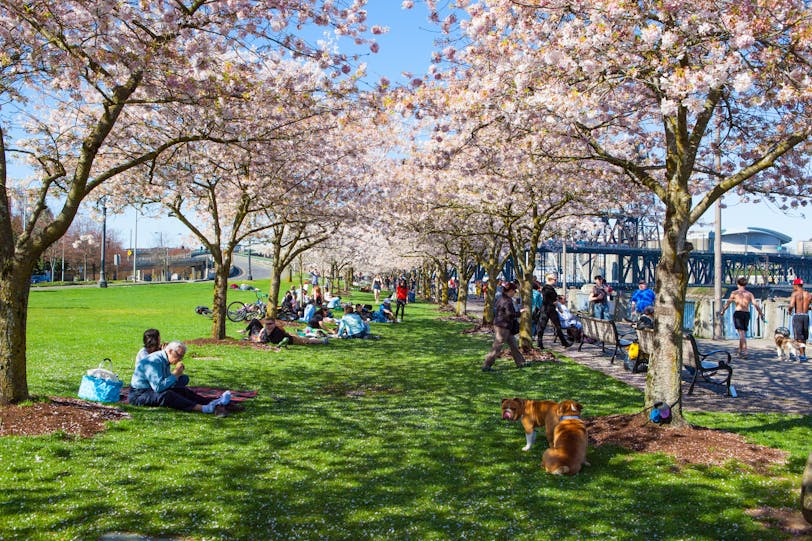 Cherry Blossoms in Portland