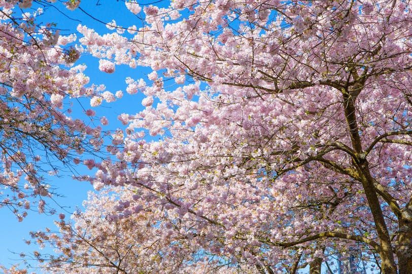 Waterfront Park with Cherry Blossoms