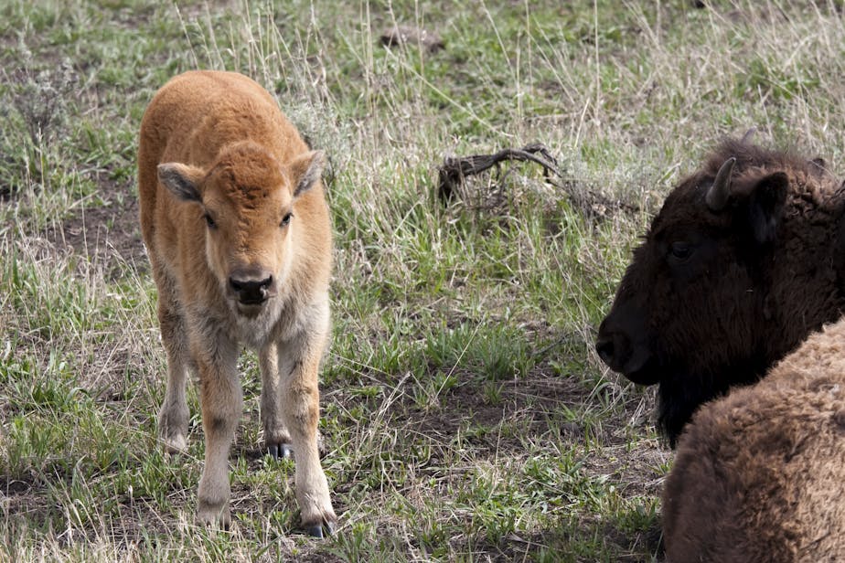 Baby Buffalo