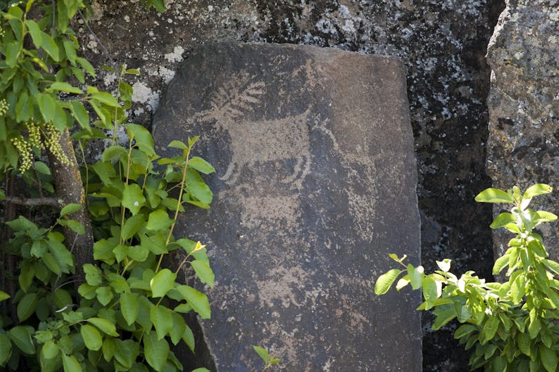 Animal Petroglyphs, Columbia Gorge, Washington, USA